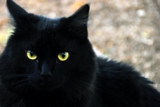 blackcat4